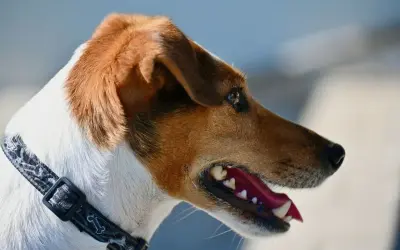 Portret Jack Russell Terriera z otwartym pyskiem. Wady tej rasy to m.in. nadmierna szczekliwość i upór.