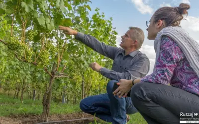 Mężczyzna i kobieta oglądają winorośl z gronami. Odkrywają najlepsze winnice w Polsce.