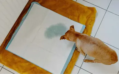 Perro pequeño sobre empapador con mancha de orina. Podría ser un síntoma de infeccion de orina perros.
