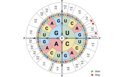 Der **codogene Strang** wird in einem Rad dargestellt, das die Basen und Aminosäuren des genetischen Codes zeigt. Start- und Stoppsignale sind markiert.