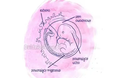 Ciąża 2 tygodnie przed okresem? Szanse i fakty o płodności