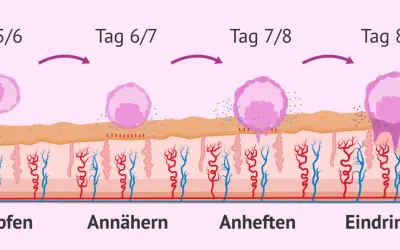 Was passiert nach dem Eisprung: Ein Embryo schlüpft, nähert sich, heftet sich an und dringt in die Gebärmutterschleimhaut ein.