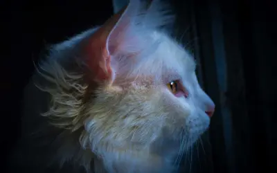 Gato blanco de ojos ámbar mira fijamente en la oscuridad. ¿Cómo callar a un gato por la noche?