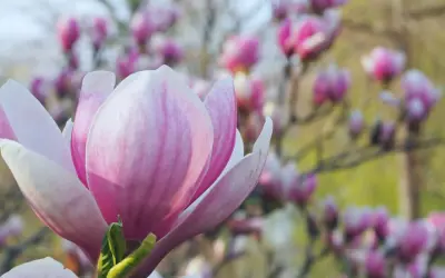Piękna, różowa magnolia, jedna z wielu odmian kwitnących wiosną.