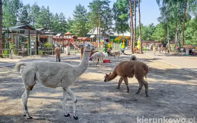 Urocze lamy spacerują po mini zoo. W tle widać plac zabaw i inne zwierzęta, ale niedźwiedzia nie ma.