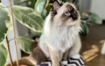 Piękny kot rasy ragdoll z niebieskimi oczami siedzi obok rośliny. Zastanawiasz się nad ragdoll kot cena?