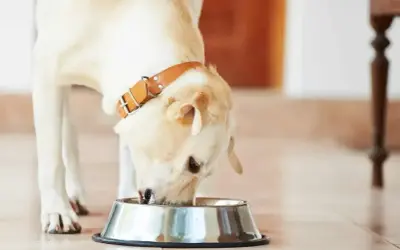 Labrador z brązową obrożą je z miski. Zastanawiasz się, jak długo gotować wieprzowinę dla psa?