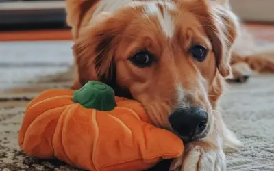 Złoty retriever leży obok pluszowej dyni, zastanawiając się, czy pies może jeść pestki dyni.