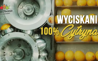 Wyciskanie 100% cytryny. Zobacz, ile cytryn na litr soku powstaje w naszej naturalnej tłoczni.