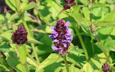 Kleine braunelle mit lila Blüten und dunklen Knospen, umgeben von grünen Blättern.