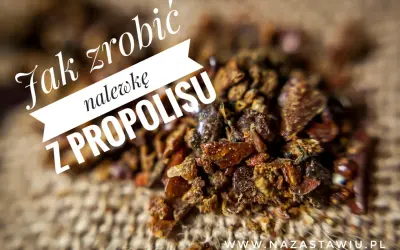 Jak zrobić nalewkę z propolisu na spirytusie? Zbliżenie na drobne, brązowe kawałki propolisu na płóciennym tle.