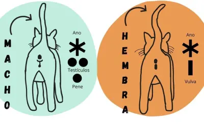 Ilustración comparativa para saber si un gato es macho o hembra, mostrando la zona genital y anal de ambos.