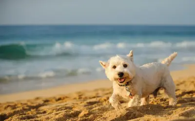 Wesoły west rasa psa biega po piaszczystej plaży, z błękitnym morzem w tle.