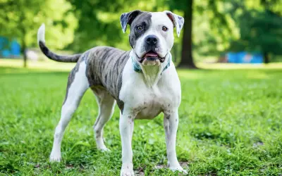 Un bouledogue américain au pelage tigré et blanc, au regard vif, se tient fièrement dans un parc verdoyant.