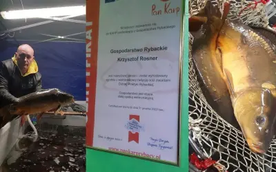 Karp świętokrzyski: Gdzie kupić certyfikowaną rybę ChOG w regionie?