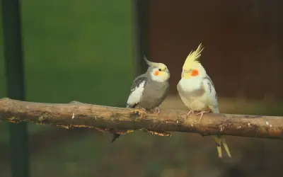 Dwie papugi nimfy siedzą na gałęzi. Zastanawiasz się, ile żyje papuga nimfa? Te piękne ptaki mogą żyć nawet 20 lat!
