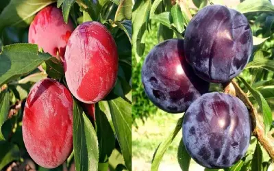 Dwa rodzaje śliw japońskich: czerwone i ciemnofioletowe, w tym odmiana Black Amber, dojrzewają na gałęziach wśród zielonych liści.