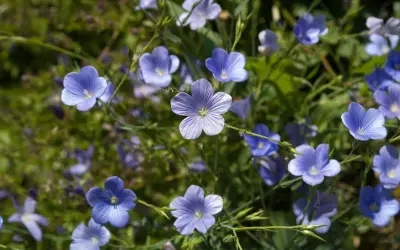 Un champ de fleurs de lin bleues, délicates et étoilées, se balance doucement sous le soleil.