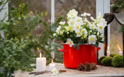 En vacker julros utomhus i en röd kruka, omgiven av granris, ljus och kottar. En mysig vinterscen.