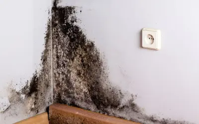 Coin de mur blanc envahi par une moisissure noire et brune. Le bois de la plinthe est également atteint.