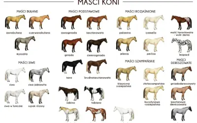Koń o maści izabelowatej, jasnobułanej, z jasną grzywą i ogonem, prezentuje się elegancko.