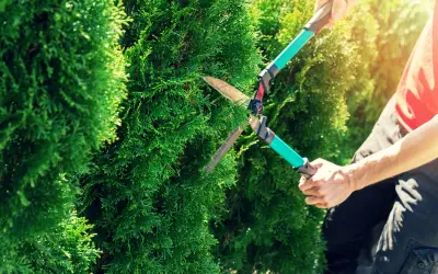Gartenarbeit: Hecke schneiden. Informieren Sie sich über die 10 m Hecke schneiden Kosten.