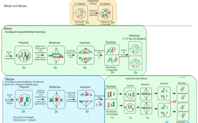 Vergleich von Mitose und Meiose: Die Meiose zeigt die Bildung von Tetraden und die Teilung homologer Chromosomen.