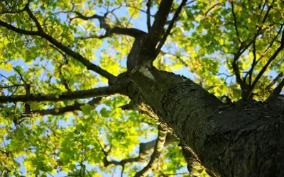 Patrząc w górę, widzimy rozłożyste korony drzew z zielonymi liśćmi i błękitnym niebem.