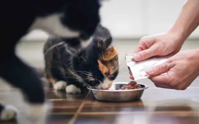 Un gato come comida húmeda de un cuenco. La cantidad de cuanta comida húmeda debe comer un gato al día depende de su edad y peso.