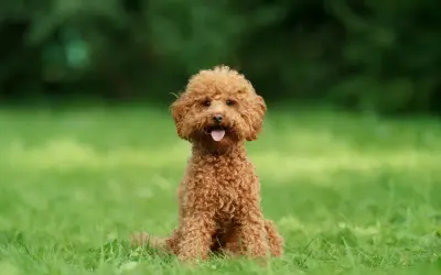 Uroczy, rudy maltipoo dorosły siedzi na trawie. Jego waga jest idealna dla tej rasy.