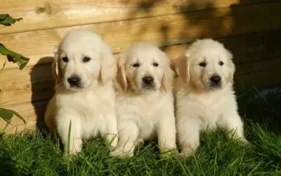 Trzy urocze, małe pieski rasy golden retriever siedzą w trawie na tle drewnianego płotka.
