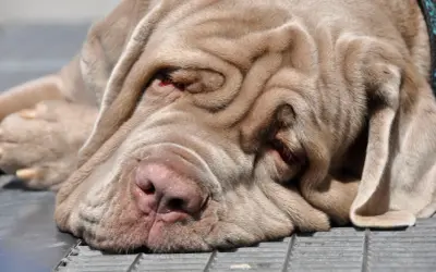 Ein schläfriger Mastino Napoletano mit tiefen Falten im Gesicht ruht sich aus.