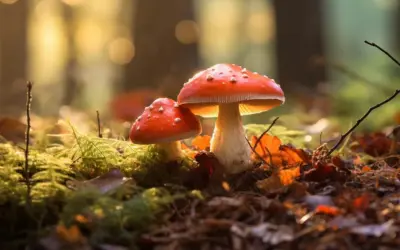 Gdzie na grzyby z noclegiem? Odkryj idealne miejsca w Pomorzu