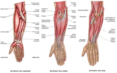 Forearm grips work muscles like the flexor digitorum superficialis and profundus, brachioradialis, and pronator teres, as shown in these anatomical views.