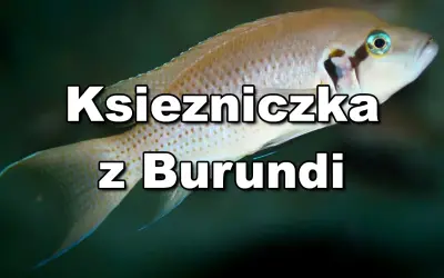 Jasnozłota ryba, księżniczka z Burundi, pływa w ciemnych wodach.