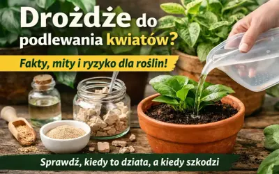 Drożdże do podlewania kwiatów? Na zdjęciu widać słoik z drożdżami, buteleczkę z płynem i młodą roślinę, którą podlewa się wodą.