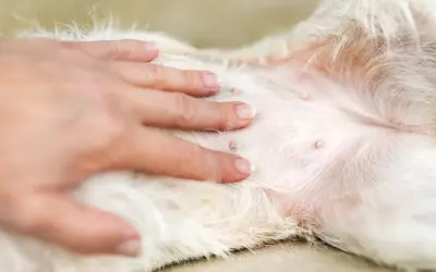 Dłoń delikatnie głaszcze białe futro psa, uwidaczniając jego wzdęty brzuch z widocznymi sutkami.