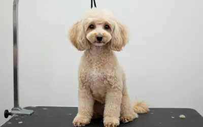 Un caniche royal non toiletté, au pelage bouclé et clair, attend patiemment sur une table de toilettage.