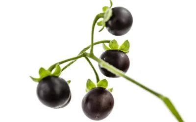 Grappe de petites tomates noires, ressemblant à des baies, sur une tige verte. On dirait une tomate chien, mais attention, elle est toxique !