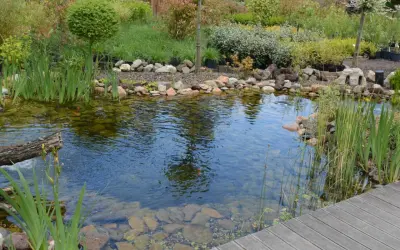 Un étang paisible avec des poissons rouges nageant parmi les plantes aquatiques et une **plante bassin** bien entretenue. Le bois d'un ponton ajoute une touche naturelle.
