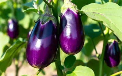 Due melanzane viola lucide pendono da un ramo, circondate da foglie verdi. La pianta melanzana è rigogliosa.