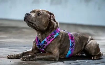Pies w kolorowych szelkach dla psa z napisem "DOG CREW".