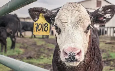 Młoda krowa z żółtą metką "7018" na uchu. W tle inne bydło, budynki gospodarcze. Obrazek przypomina o chorobie wściekłych krów.