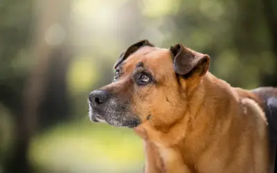 Un perro mestizo de pelaje marrón y gris, con orejas caídas, mira con desconfianza. Parece que mi perro no quiere salir a la calle hoy.