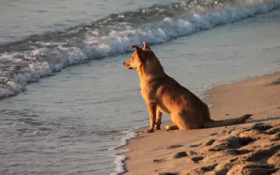 Pies siedzi na piasku, patrząc na fale na plaży dla psów Jastrzębia Góra.