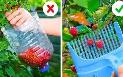 Sekrety bujnych kwiatów: Domowe triki, które odmienią Twój ogród!
