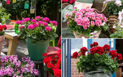 Pelargonia Calliope w donicach zdobi letni ogród i taras. Krwistoczerwone i różowe kwiaty tworzą barwne kompozycje.