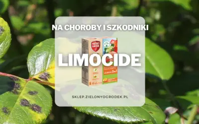 Ratunek dla roślin! Limocide zwalcza choroby i szkodniki, przywracając im zdrowy wygląd.