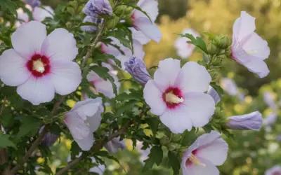 Delikatne, jasnoróżowe kwiaty hibiskusa odmiany Syryjskiego z purpurowym środkiem, otoczone zielonymi liśćmi i pąkami.
