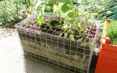Jardinage innovant : culture sur botte de paille dans une structure métallique. Des plants de tomates poussent dans ce bac original.